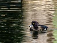 Reiherente Männchen